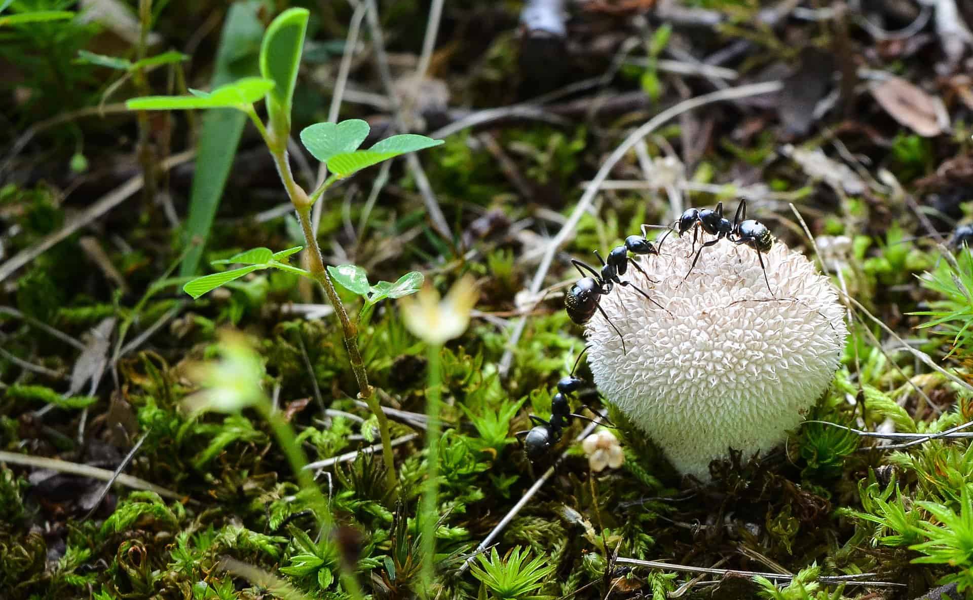 Hvorfor får maur vinger? - GEO aktuelt